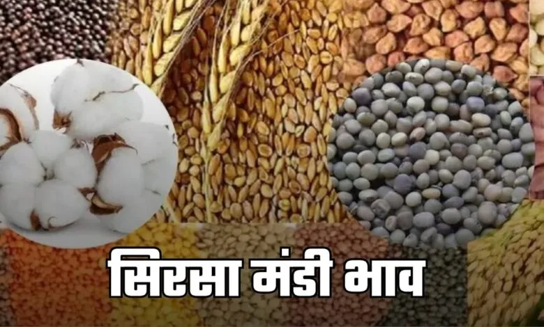 Sirsa Mandi Bhav